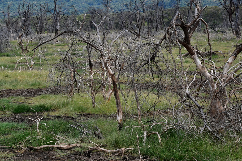 Lake Manyara NP